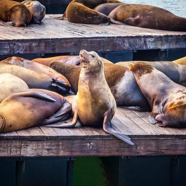 Leones marinos descansan en el Muelle K del PIER 39